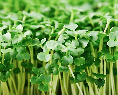 Organic Broccoli MICROGREEN Seeds Heirloom Non GMO Seeds for Sprouting $200.00