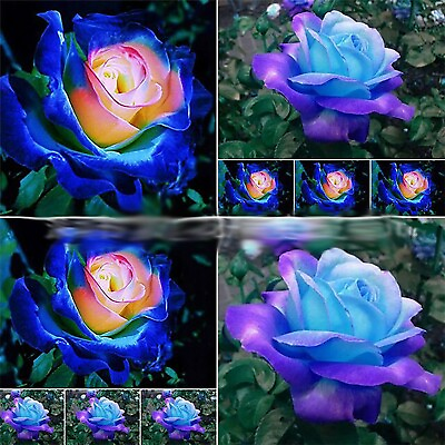 #ad Midnight Blue Black Duo Color Rose 100 Seeds Rare Free Shipping USA Seller $10.99