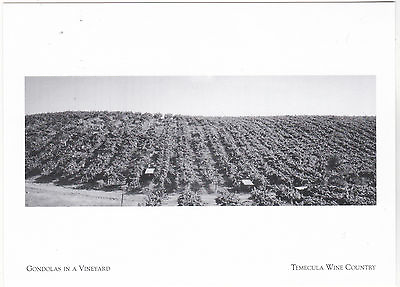 *California quot;Gondolas In A Vineyardquot; *Temecula Wine Country Postcard {G74} $3.11