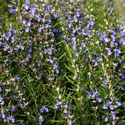 Rosemary Seeds Non GMO Herb Seeds Seed Store Free Shipping 1163 $149.29
