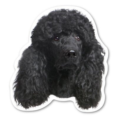 Black Poodle Magnet $2.62