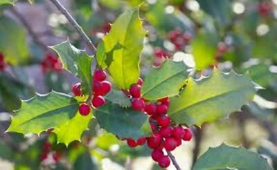 #ad American Holly Ilex opaca South Central US Native Plant Shrub 6 10quot; Rooted $9.95