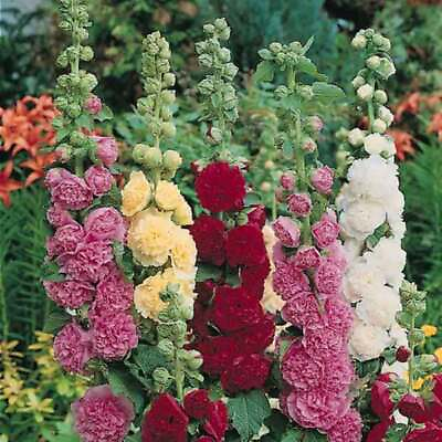 Summer Carnival Mix Hollyhock Seeds Non GMO Free Shipping Seed Store 1194 $29.89