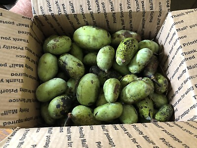 Fresh Paw Paw Fruits Med Flat Rate Box Full Plus You’ll Have Seeds For Planting $80.00