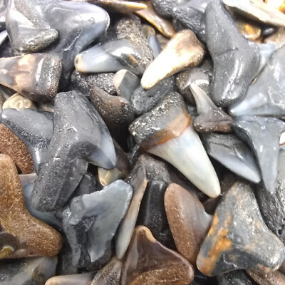 30 Fossilized Shark Teeth 15 River 15 Beach 1 Shark Tooth Necklace Bonus $9.49