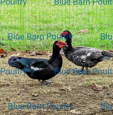 #ad 6 Blue Black Silver Muscovy Duck Show Quality Fertile Hatching Eggs $45.13