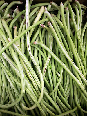 Yard Long Cowpea Bean Seeds 50 Heirloom Non GMO Variety $2.59
