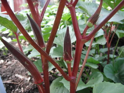 Red Burgundy Okra Seeds NON GMO Heirloom FREE SHIPPING $27.95
