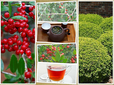 #ad #ad 40 Yaupon Holly Bush Hedge Seeds Ilex vomitoria: USA Native Caffiene Tea Shrub $2.95