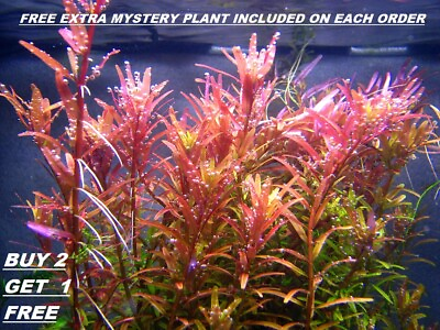 BUY 2 GET 1 FREE Rotala Rotundifolia RED Live Aquarium Plant Aquatic Plant $8.50