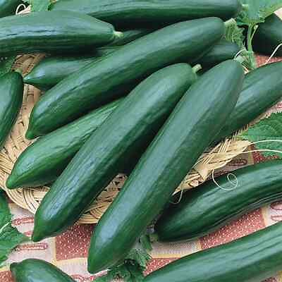 Tendergreen Burpless Cucumber Seeds 25 2500 Seeds Non GMO Free Shipping $186.69