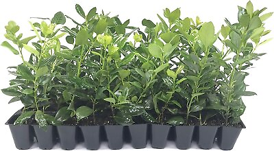 #ad Nellie R. Stevens Holly 40 Live Trees Evergreen Privacy Screening Hedge... $119.98