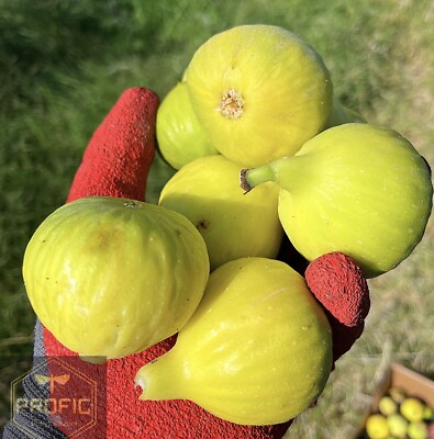 #ad #ad Fig Tree Edible “ Yellow Long Neckquot; 1 Plant Huge Figs $9.79