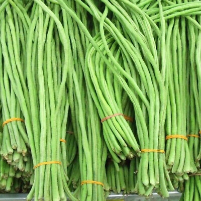 #ad Yard Long Bean Seeds USA Asparagus Green Asian Seed Đậu Đũa Ngọt $1.99