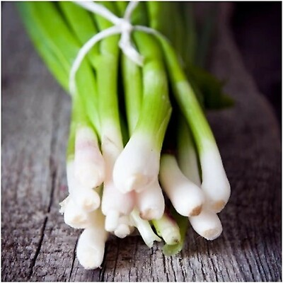 Tokyo Long White Bunching Onion Seeds Scallions NON GMO FREE SHIPPING $1.79