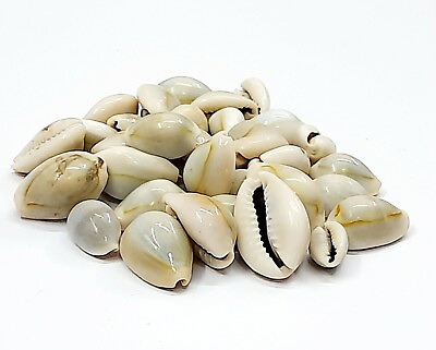 #ad 100Pcs Bulk Cut Sea Shell Cowrie Cowry Slice shells Beach DIY Jewelry 1.6 2cm $45.00