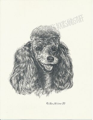 #250 GREY POODLE portrait dog art print * Pen and ink drawing by Jan Jellins $11.95