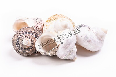 #ad #ad Mexican Turbo Sea Shell Beach Craft Hermit Crab 1 1 2quot; 2 1 2quot; 5 PCS #JC 034 $6.49
