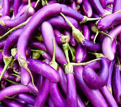 Long Purple Eggplant Seeds Heirloom Non GMO Fresh Garden Seeds $200.00