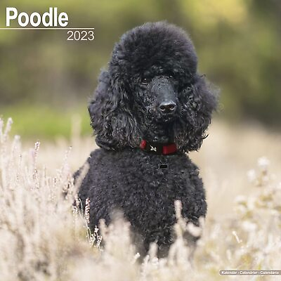 POODLE 2023 WALL CALENDAR BRAND NEW 17429 $13.95
