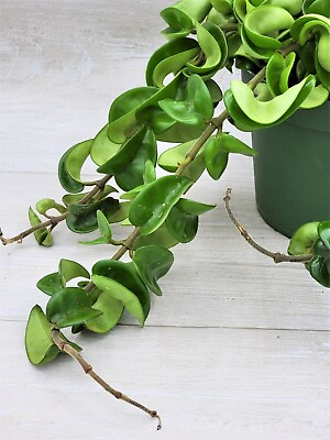 #ad #ad Hoya Compacta “Hindu rope” live rare house plants in 3 inch nursery planted pot $14.99