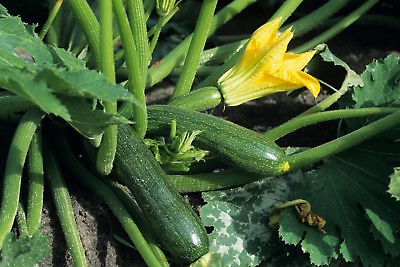 Black Beauty Zucchini Seeds Summer Squash NON GMO Courgette FREE SHIPPING $3.49