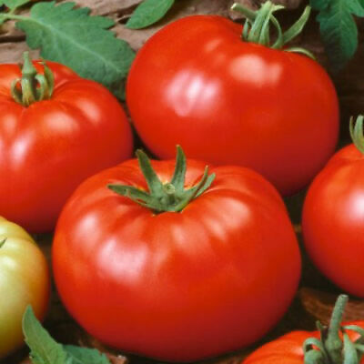Beefsteak Tomato Seeds Heirloom Slicing Non GMO Free Shipping 1020 $83.39