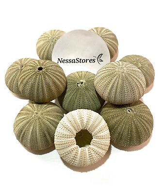 #ad #ad Green Sea Urchins Seashells Beach Wedding Nautical Craft 1quot; 2quot; 6 pcs #JC 29 $8.99