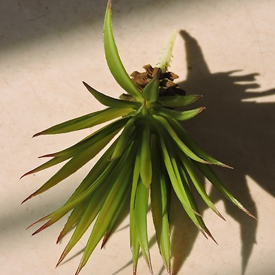 #ad 2pcs Lifelike Artificial Agave Cacti Succulent Plant Wedding Home Decor Green $6.28