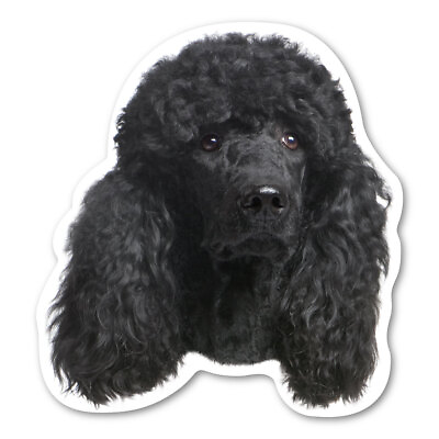 Black Poodle Magnet $3.49