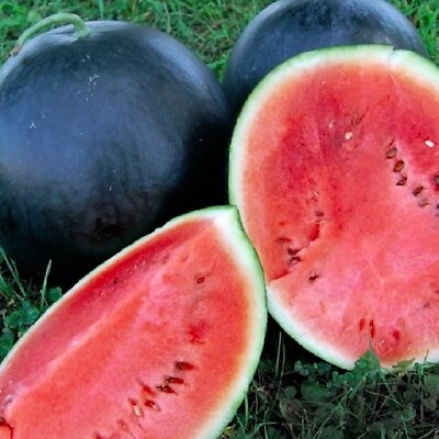 #ad Black Diamond Watermelon Seeds NON GMO Heirloom Fresh Garden Seeds $8.00