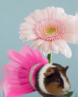 New Pink Tutu For Guinea Pig Or Small Animal Pet Halloween costume $13.00
