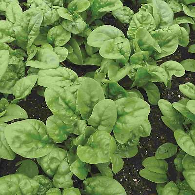 Bloomsdale Long Standing Spinach Seeds NON GMO Variety Sizes FREE SHIPPING $25.99