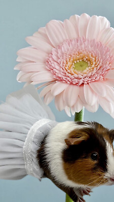 New white Tutu For Guinea Pig Or Small Animal Pet Costume $12.00