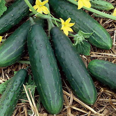 Spacemaster 80 Cucumber Seeds 25 2500 Seeds Non GMO Free Shipping 1063 $111.69