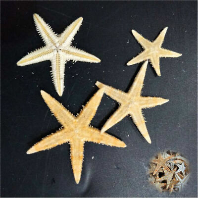 Craft DIY Cute Small Mini Starfish DIY Beach Decor Craft DIY Lot Sea Star $5.16