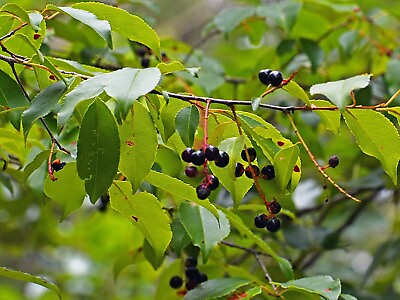 Black Cherry Tree Seedlings to Plant $32.96